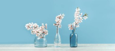 Bahar ya da yaz şenliği, beyaz çiçeklerle çiçek açan meyve ağacı dalları, şeffaf mavi arka planda üç küçük cam vazoda. Fotokopi alanına sahip taze çiçek arkaplan afişi