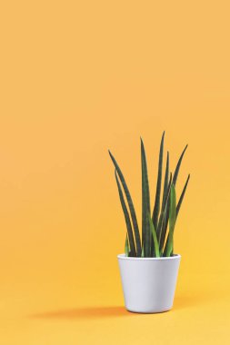 Pastel gradyan terakotta üzerinde gri kapta turuncu ve sarı arkaplanı aydınlatan sulu bir kaktüs bitkisi. Fotokopi alanı ile çevre dostu yaz veya bahar zamanı minimal tasarım kavramı