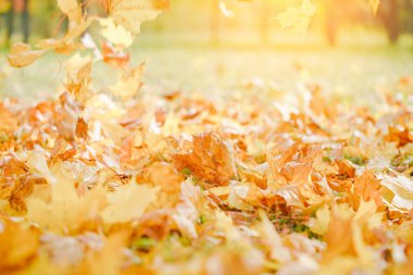 Sonbahar bayrağı. Altın güneşte güzel bir sonbahar sarısı ve kırmızı yapraklar. Düşen yapraklar doğal arkaplan manzarası bırakır. kopyalama alanı, seçici odak