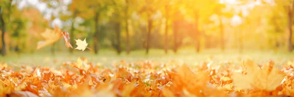 Upadek Szeroki Sztandar Piękna Jesień Żółto Czerwone Liście Złotym Słońcu — Zdjęcie stockowe
