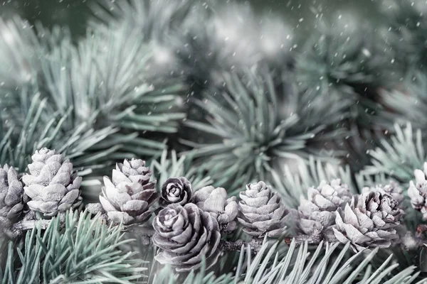 いくつかの白いコーンとクリスマスツリーの枝 フルフレーム メリークリスマスとハッピーニューイヤーの背景 — ストック写真