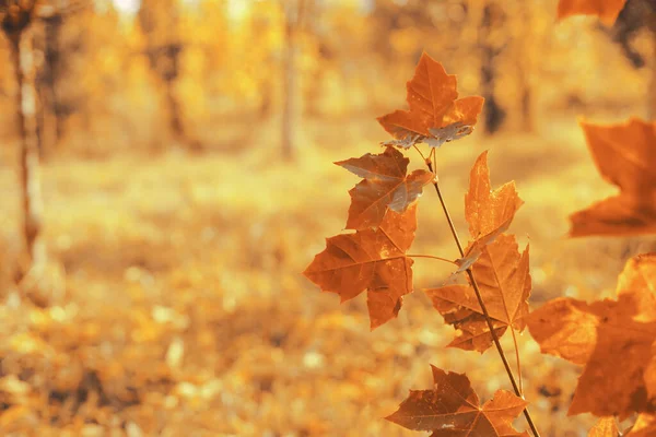 Fall banner. Beautiful autumn yellow and red foliage in golden sun. Falling leaves natural background landscape. copy space, selective focus. Full frame