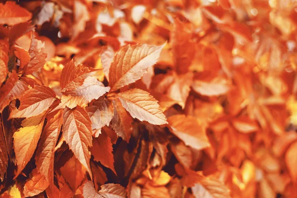 Fall banner. Beautiful autumn yellow and golden red foliage in golden sun. Falling leaves natural background landscape. copy space, selective focus. Full frame