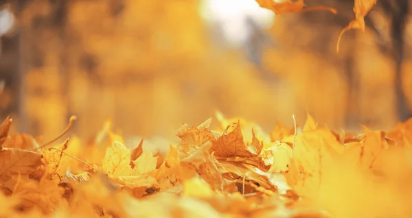 Fall banner. Beautiful autumn yellow and red foliage in golden sun. Falling leaves natural background landscape. copy space, selective focus. Full frame