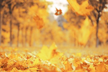 Sonbahar bayrağı. Altın güneşte güzel bir sonbahar sarısı ve kırmızı yapraklar. Düşen yapraklar doğal arkaplan manzarası bırakır. Kopyalama alanı, seçici odaklanma. Tam çerçeve