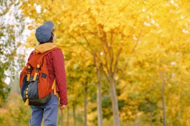 Düş! Sırt çantalı çocuk, sonbahar ağaçlarının arka planına sahip altın ağaçların yapraklarına bakıyor. Akçaağaç yaprakları. Parlak pankart. kopyalama alanı. Okula mı yoksa sonbahara mı?