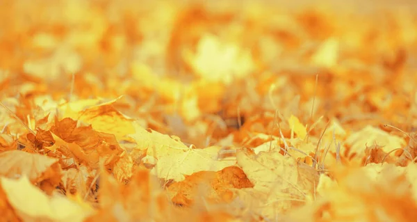 Fall banner. Beautiful autumn yellow and red foliage in golden sun. Falling leaves natural background landscape. copy space, selective focus. Full frame