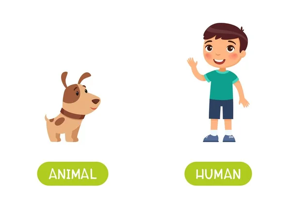 Animal Humanos Antônimos Modelo Vetor Cartão Palavra Concepção Oposta Flashcard —  Vetores de Stock