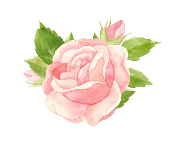 Różowa Różowa Róża Floral Clipart Akwarela Styl Vintage — Zdjęcie stockowe
