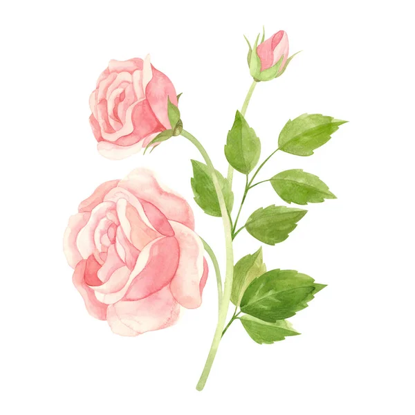 Różowa Różowa Róża Floral Clipart Akwarela Styl Vintage — Zdjęcie stockowe