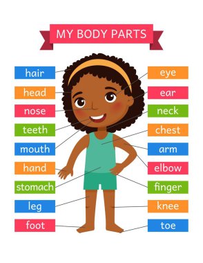 Vücut parçalarım - çocuklar için anatomi. Öğretmenlik yardımı için basılabilir öğrenme kartı. Flashcard. Animasyonlarda, uygulamalarda, yazdırmada kullanmak için.