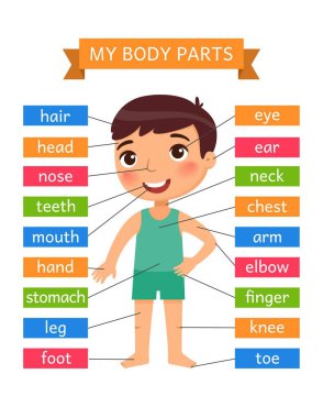 Vücut parçalarım - çocuklar için anatomi. Yazdırılabilir Öğrenme Kartı