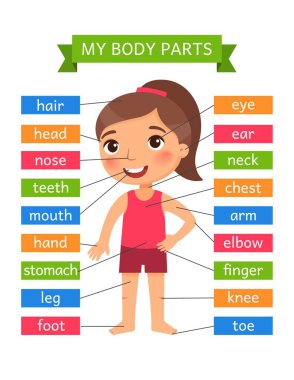 Vücut parçalarım - çocuklar için anatomi. Öğretmenlik yardımı için basılabilir öğrenme kartı. Flashcard. Animasyonlarda, uygulamalarda, yazdırmada kullanmak için.