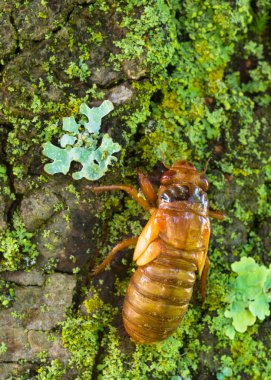 Ağaç üzerinde Cicada perisi