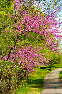 Çiçekli redbuds bahar