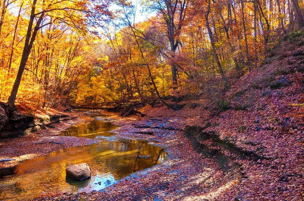 Shallow creek i en trädbevuxen ravin i höst — Stockfoto