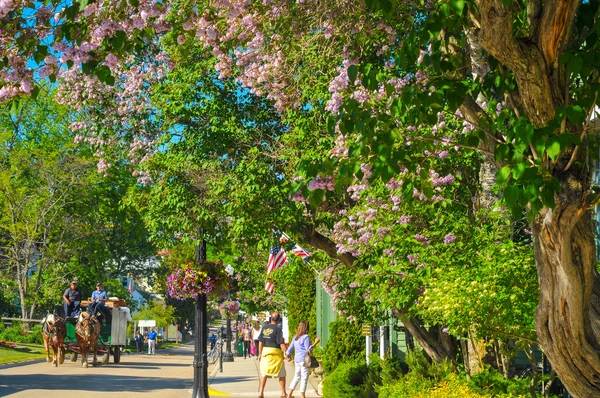 Цветочная улица Макино — стоковое фото