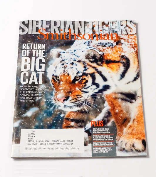 Tigre smithsonian em branco — Fotografia de Stock