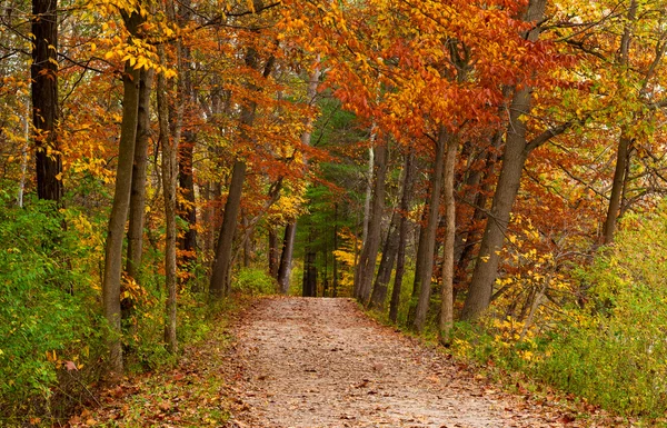 Egy őszi erdőben elérési útja Stock Kép