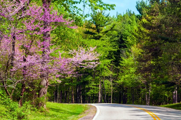 Springtime woods — Stock Photo, Image