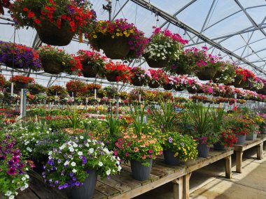 Rengarenk saksılar paletler üzerinde duruyor ve Ohio 'daki bir serada asılı duruyor..