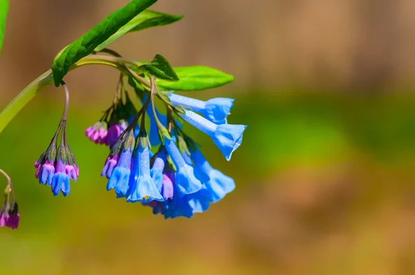 Cluster di BlueBell — Foto Stock