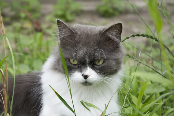 In summer, sitting in the grass greyish-white fluffy cat. — Stock Photo, Image
