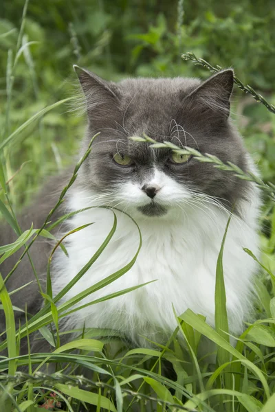 En été, assis dans l'herbe chat duveteux blanc grisâtre . — Photo