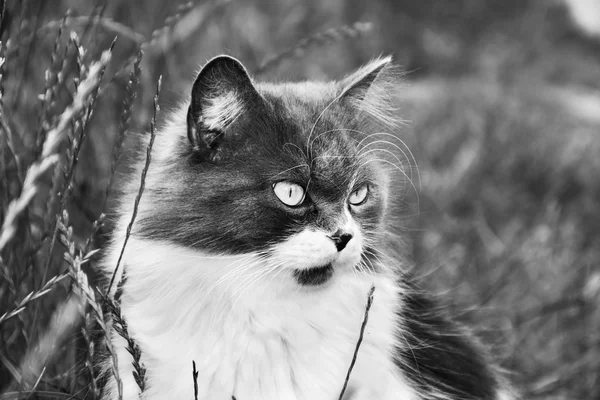 En été, assis dans l'herbe chat duveteux blanc grisâtre . — Photo