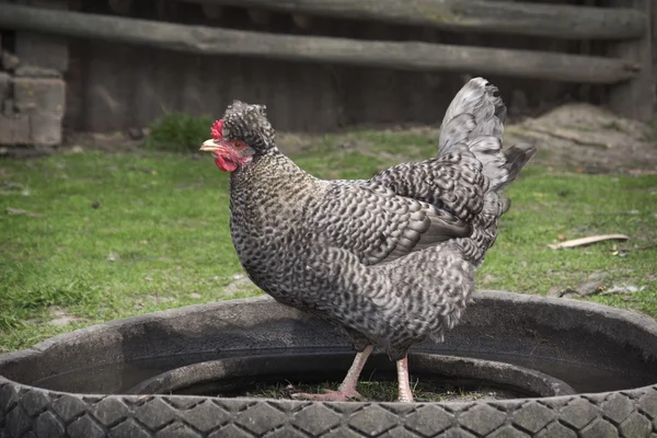 In summer, the village in the courtyard of the hen drinks water. — Stock Photo, Image