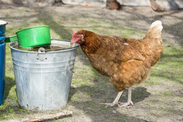 In estate, il villaggio nel cortile della gallina beve acqua . — Foto Stock