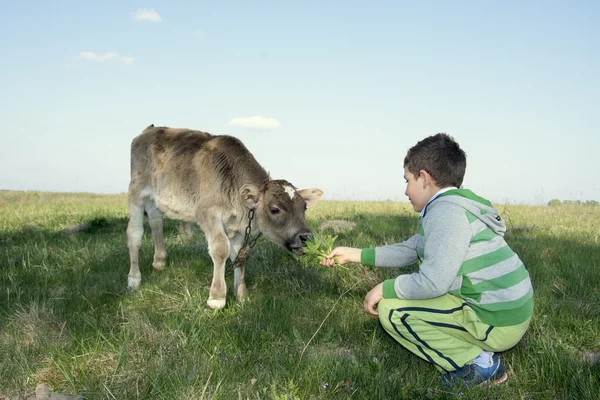 Nell'estate sul ragazzo di erba che alimenta il vitello . — Foto Stock