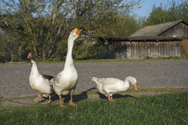 En été dans le village sur la rue trois oies . — Photo