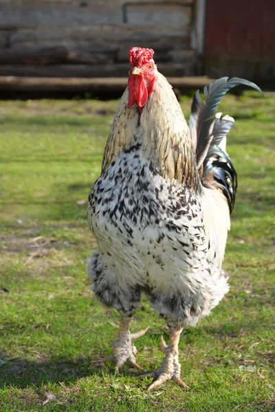 In summer the village is a rooster on the grass. — Stock Photo, Image