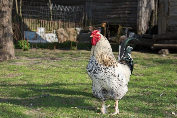 In estate il villaggio è un gallo sull'erba . — Foto Stock