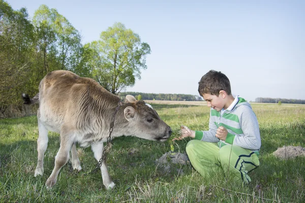 In the summer on the grass boy feeding calf. — Stock Photo, Image