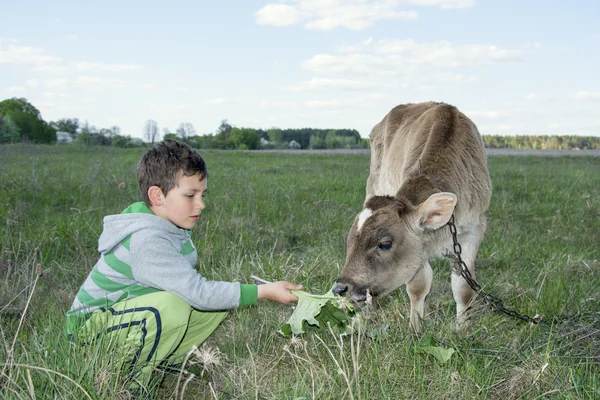 In the summer on the grass boy feeding calf. — Stock Photo, Image