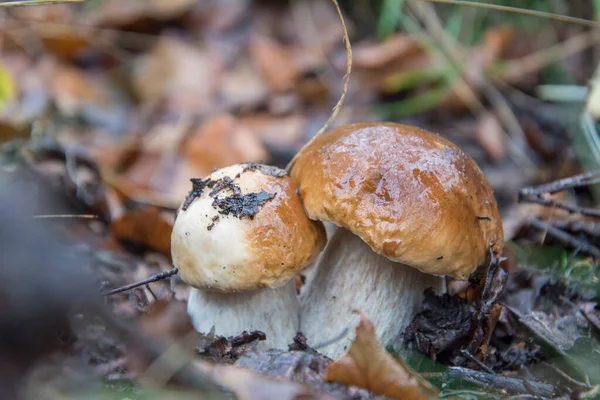 Día Lluvioso Dos Hongos Porcini Mojados Hierba —  Fotos de Stock