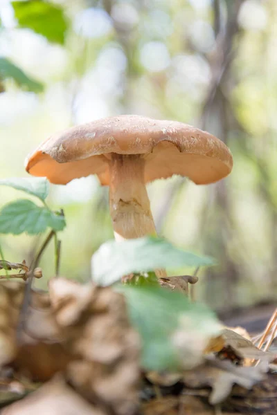 Autumn Mushroom Honey Fungus — Stock Photo, Image