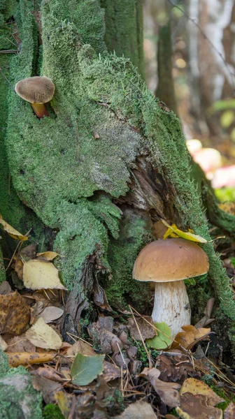 Houba Lese Porcino Bolete Boletus Bílá Houba Zeleném Pozadí Přírodní — Stock fotografie