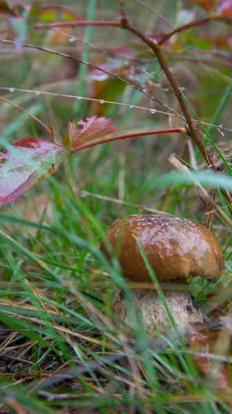 Cogumelo Floresta Porcino Bolete Boletus Cogumelo Branco Fundo Verde Cogumelo — Fotografia de Stock