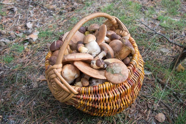 Dia Chuvoso Outono Floresta Uma Cesta Cheia Cogumelos Grama — Fotografia de Stock