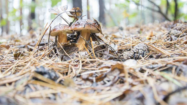Sonbahar Çam Ormanında Iki Islak Polonya Mantarı — Stok fotoğraf