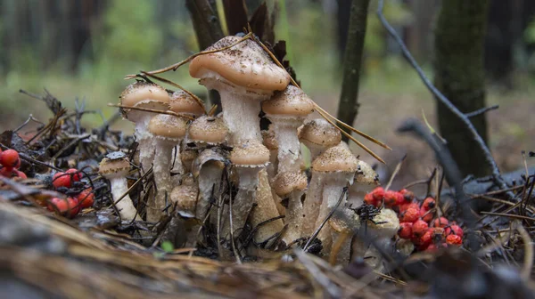 Mantar Hasadı Bal Mantarı Armillaria Mellea Yenilebilir Mantar Ailesi Mantar — Stok fotoğraf