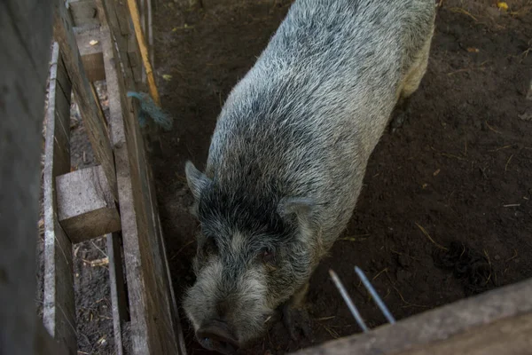 村里有一只大猪 — 图库照片
