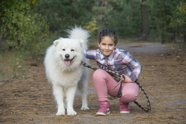 Sera Autunno Nella Foresta Una Ragazza Cammina Con Cane Samoiedo — Foto Stock