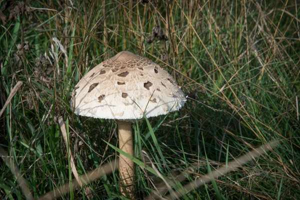 Cultivo Hongo Paraguas Musgo Verde Hierbas Enojadas Como Fondo — Foto de Stock