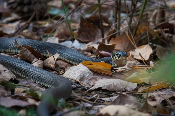 Grama Serpente Close Cobra Não Venenosa — Fotografia de Stock