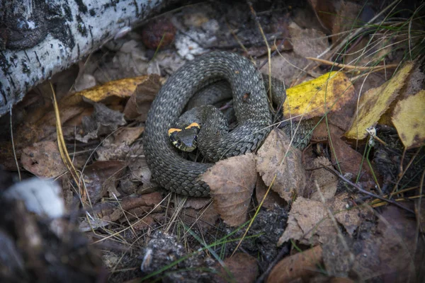 Travní Had Zblízka Had Není Jedovatý — Stock fotografie