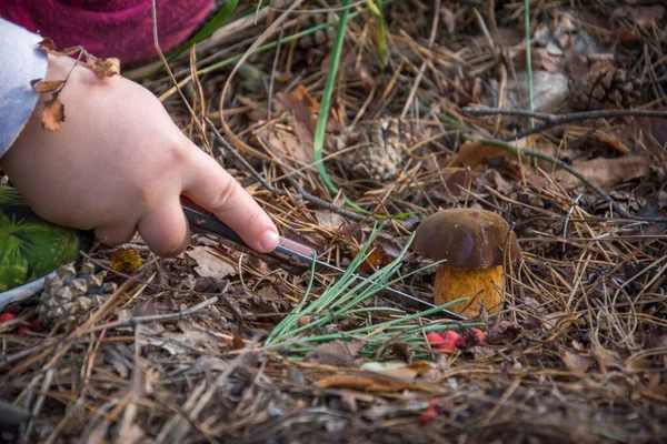 Apanhador Cogumelos Mãos Cortam Cogumelo Comestível Com Uma Faca Mãos — Fotografia de Stock